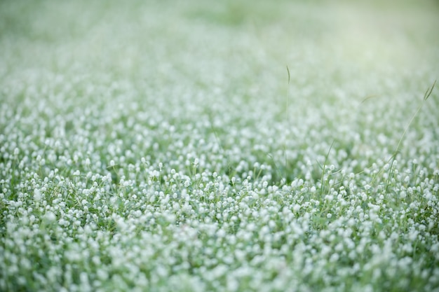 Schließen Sie oben von Naturansicht Mini weiße Blume und Gras auf unscharfem grünem Blatthintergrund unter Sonnenlicht mit Bokeh und Kopierraum unter Verwendung als Hintergrund natürliche Pflanzenlandschaft