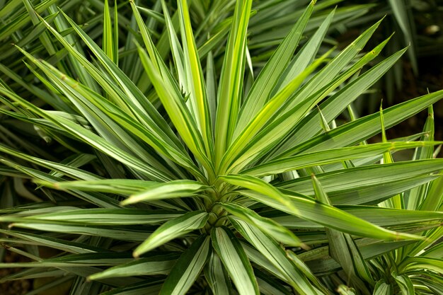 Schließen Sie oben Yucca-Pflanze