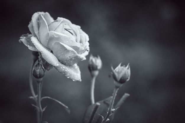 Foto schließen sie oben zu nahtlosem süßem blumenblatt der rosafarbenen blume mit schwarzweiss-filter