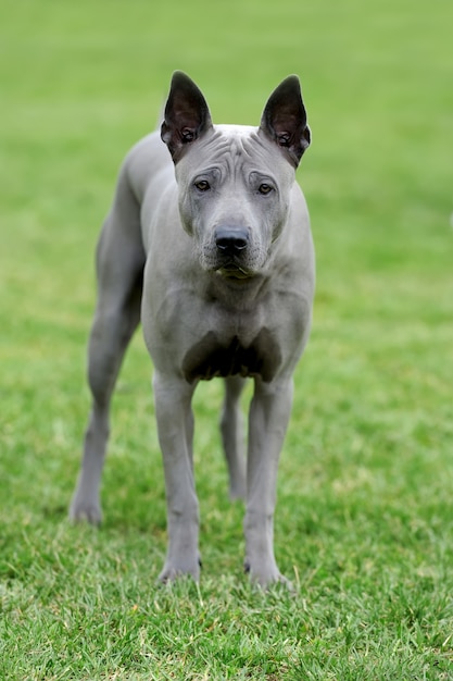 Schließen Sie peruanischen haarlosen Hund im grünen Sommergras