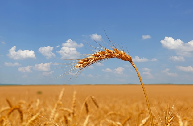 Schließen Sie reife Weizenohr über Feld