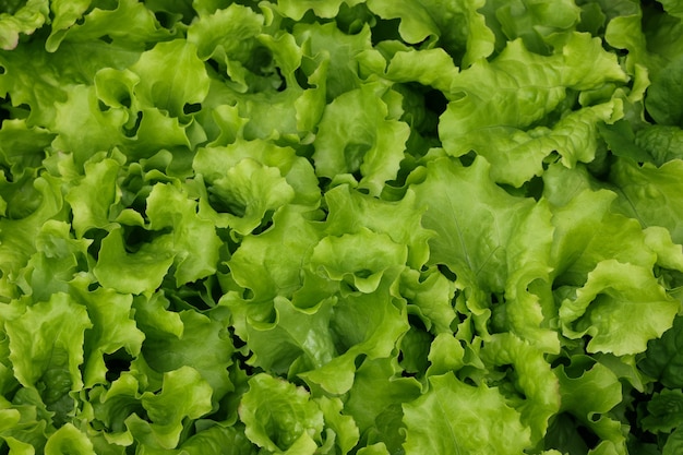 Schließen Sie Sprossen von frischen Frühlingsgrünsalatblättern, die auf einem Gemüsegartenbett im Freiland wachsen, erhöhte Draufsicht, direkt darüber