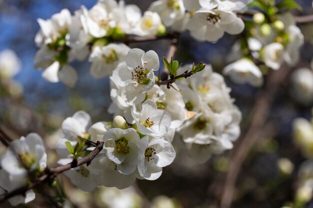 Schließen Sie viele zarte weiße Blüten des weißen Chaenomeles japonica Strauches, allgemein bekannt als japanische oder Maule's Quince in einem sonnigen Frühlingsgarten schöne japanische Blüten blumiger Hintergrund Sakura