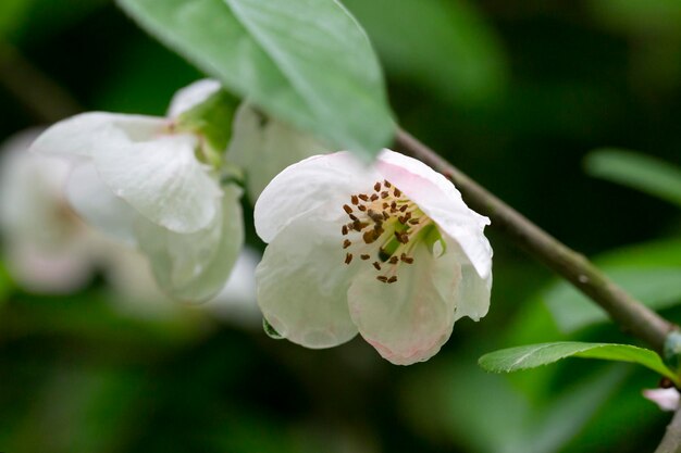 Schließen Sie viele zarte weiße Blüten des weißen Chaenomeles japonica-Strauchs