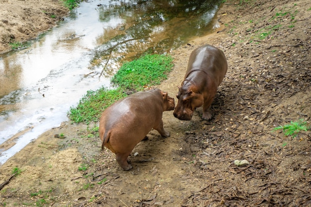 Foto schließen sie zwei nilpferde im zoo