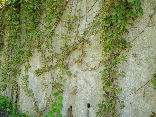 Schlingpflanzen verfangen sich in einer Betonwand. Ranken an der Wand. Schöner ruhiger Ort. Hintergrund von der Wand und den Pflanzen