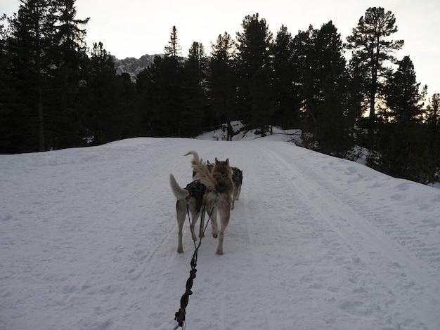 Schlittenhund in schneebedeckten Bergen bei Sonnenuntergang in den Dolomiten