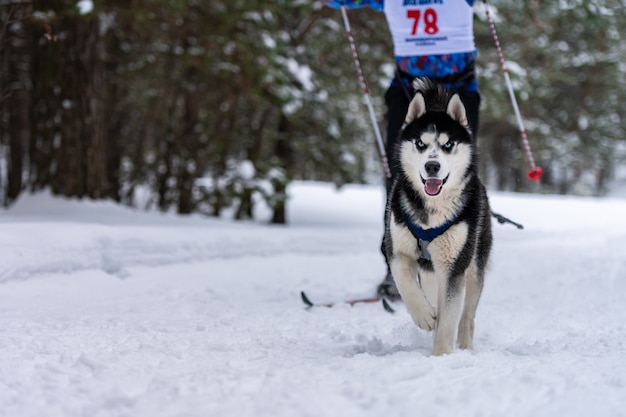 Schlittenhunde Skijöring im Winter