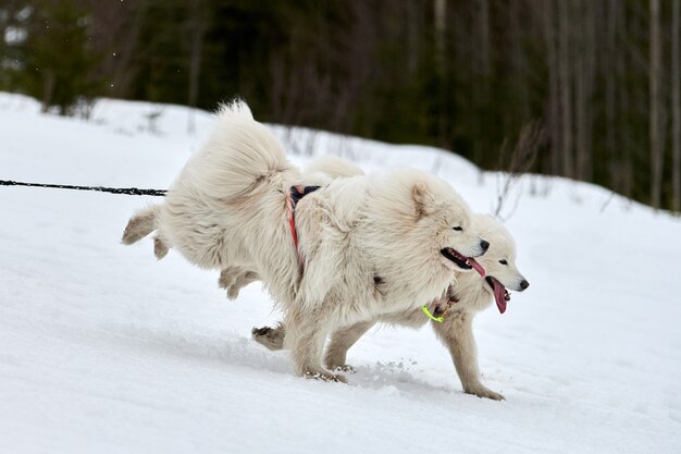 Schlittenhunde ziehen Musher auf Schlitten