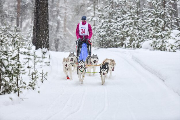 Schlittenhunde ziehen Musher auf Ski