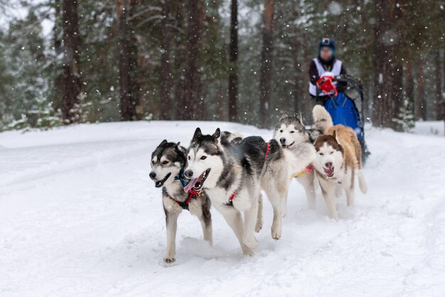 Schlittenhunderennen. Das Team der Husky-Schlittenhunde zieht einen Schlitten mit Hundemusher. Winterwettbewerb.