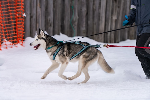 Schlittenhunderennen. Husky Schlittenhunde Team im Geschirr laufen und ziehen Hundefahrer. Wintersport-Meisterschaftswettbewerb.