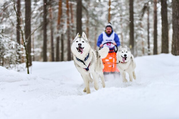 Schlittenhunderennen. Husky-Schlittenhunde ziehen einen Schlitten mit Hundemusher. Winterwettbewerb.