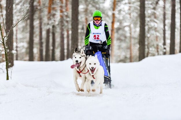 Schlittenhunderennen. Husky-Schlittenhunde ziehen einen Schlitten mit Hundemusher. Winterwettbewerb.