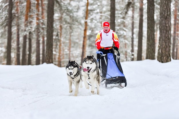 Schlittenhunderennen mit Huskys