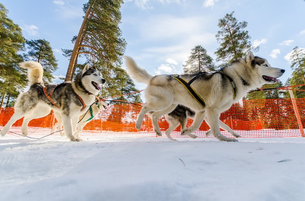 Schlittenhunderennen Wettbewerb