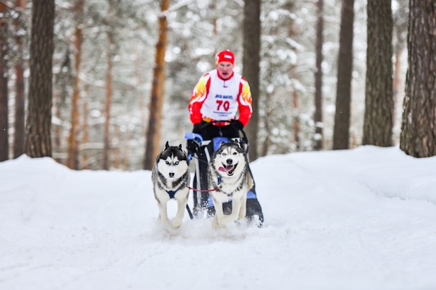 Schlittenhunderennen