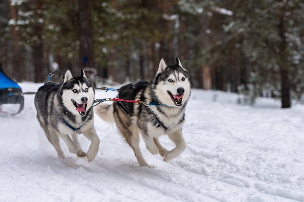 Schlittenhunderennen