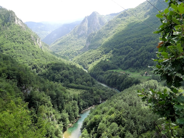 Schlucht mit Fluss und Bergen, die mit grünem Wald bedeckt sind