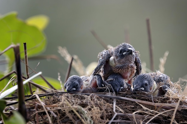 Schlucken Sie Babys, die darauf warten, von ihrer Mutter zu essen, süßer Banyak-Schwalbenvogel