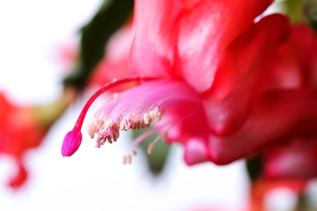 Schlumbergera de cactus navideño floreciente