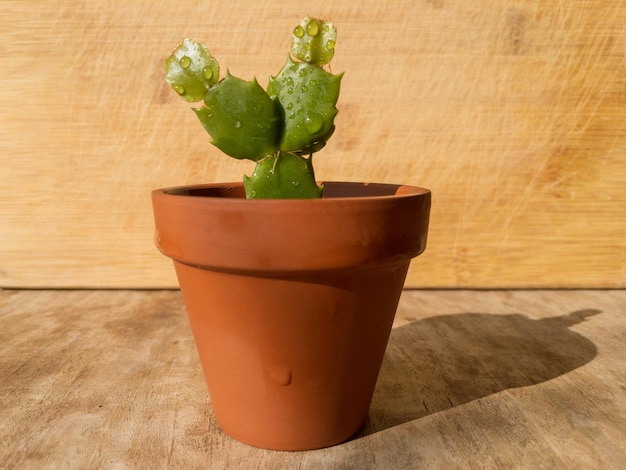 Schlumbergera cactus navideño en una hermosa olla de barro