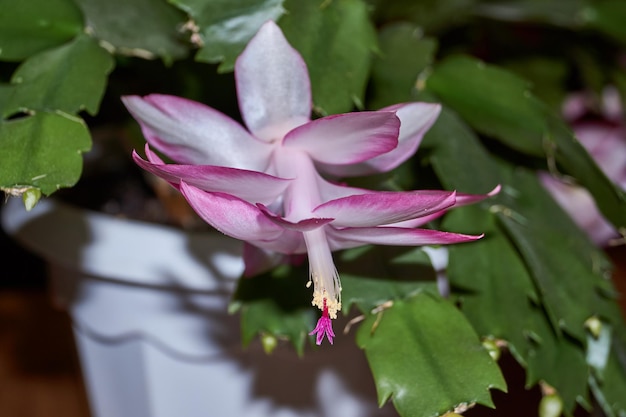 Schlumbergera floreció al frío a finales de otoño Schlumbergera es un género de cactus epífitos