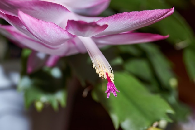 Schlumbergera floreció al frío a finales de otoño Schlumbergera es un género de cactus epífitos