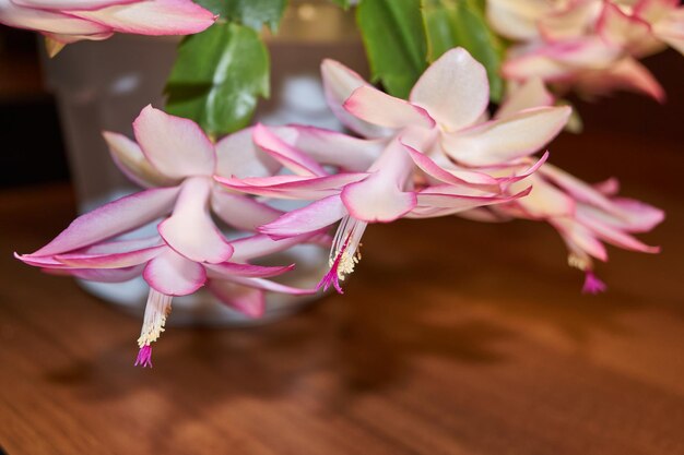 Schlumbergera floreció al frío a finales de otoño Schlumbergera es un género de cactus epífitos