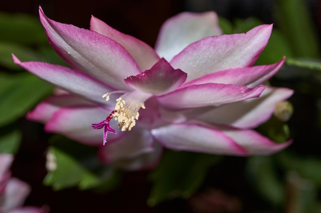 Schlumbergera floreció al frío a finales de otoño Schlumbergera es un género de cactus epífitos