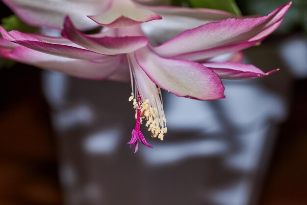 Schlumbergera floreció al frío a finales de otoño Schlumbergera es un género de cactus epífitos