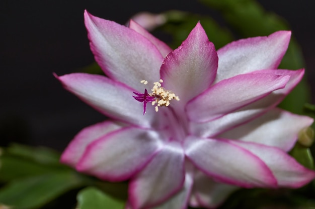 Schlumbergera floresceu ao frio no final do outono Schlumbergera é um gênero de cactos epífitos