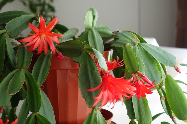 Schlumbergera Fúcsia de flor vermelha