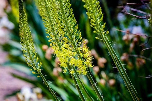 Schmalblättrige Fuchsschwanzlilie Eremurus stenophyllus