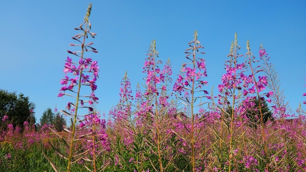 Schmalblättriger Iwan-Tee Ivantea Kiprey Schmalblättriger oder Koporsky-Tee Chamaenerion angustifolium oder Epilobium angustifolium Mehrjährige krautige Pflanze der Familie Zypern Onagraceae und Epilobium