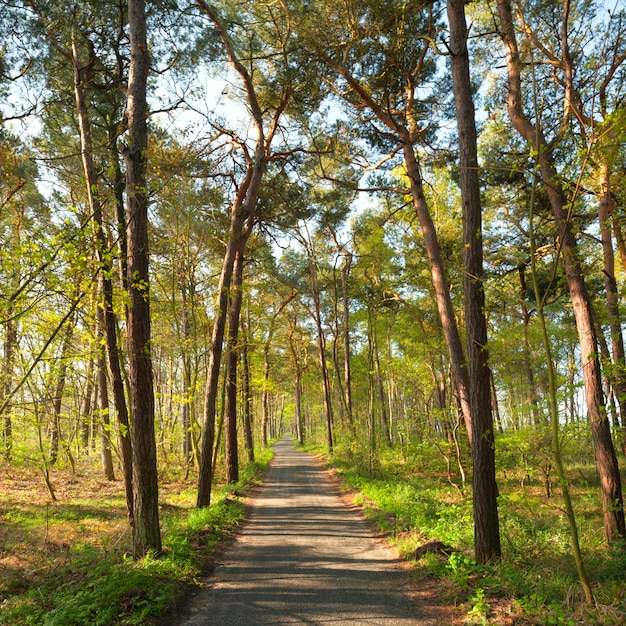 Schmaler Fußweg im Kiefernwald im Frühjahr