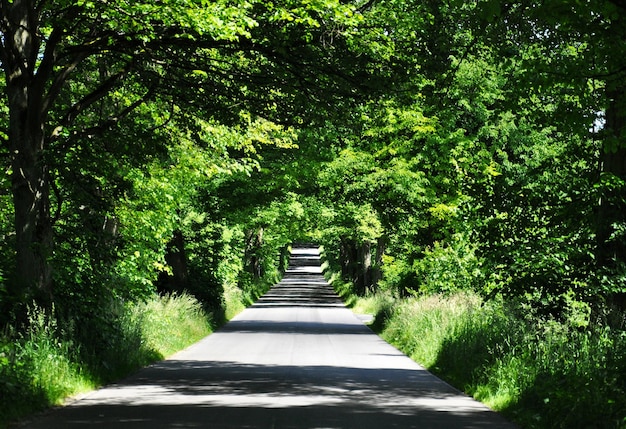 Schmaler Fußweg inmitten von Bäumen im Park