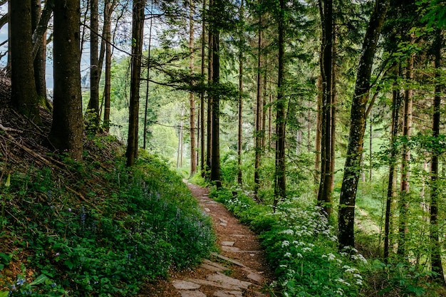 Schmaler Pfad entlang der Bäume im Wald