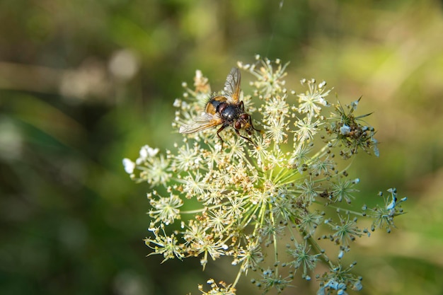 Schmeißfliege auf Blume. Makrofoto der gelben Waldfliege im Sommer (Nahaufnahme)