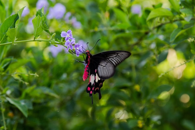 Schmetterling absorbiert den Nektar von Blumen