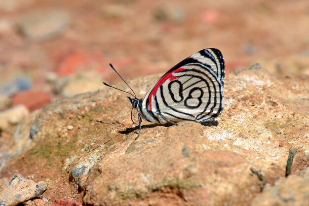 Schmetterling achtundachtzig frisst auf dem Boden