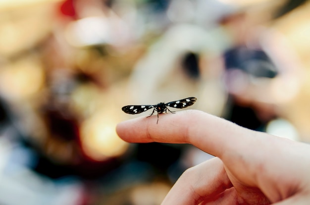 Schmetterling am Finger