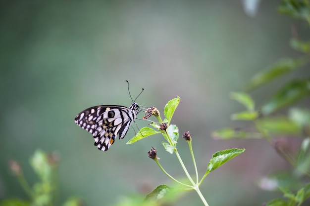 Schmetterling an der Pflanze