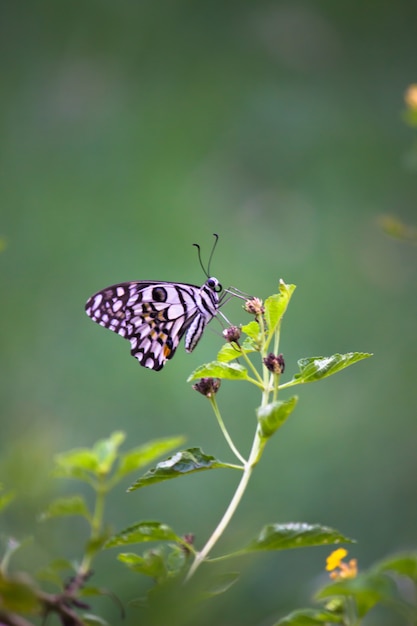 Schmetterling an der Pflanze