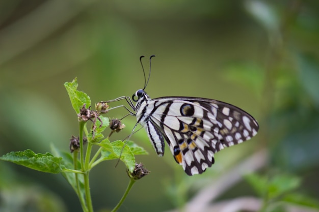 Schmetterling an der Pflanze