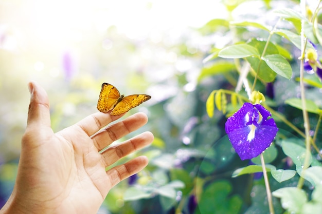 Schmetterling an Hand Bunte Schmetterlinge im Wald mit Schmetterlingserbse.