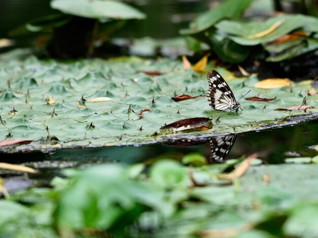 Foto schmetterling auf blättern, der im see schwimmt