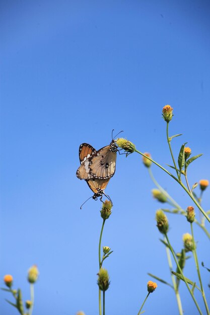 Schmetterling auf Blüte im Garten Flach DOF