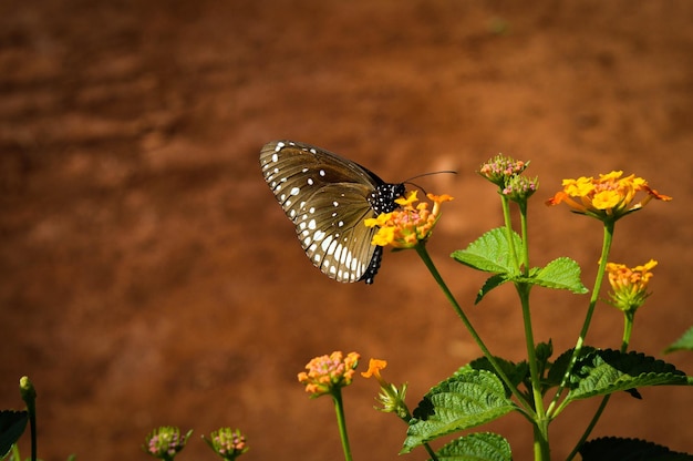 Schmetterling auf Blüte