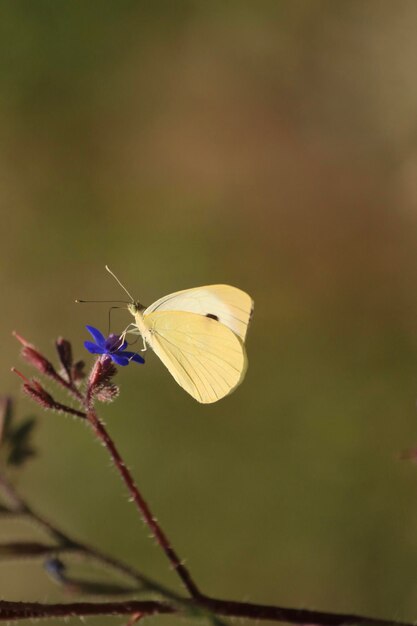 Foto schmetterling auf blüte